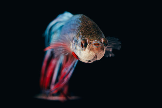 siamese fighting fish