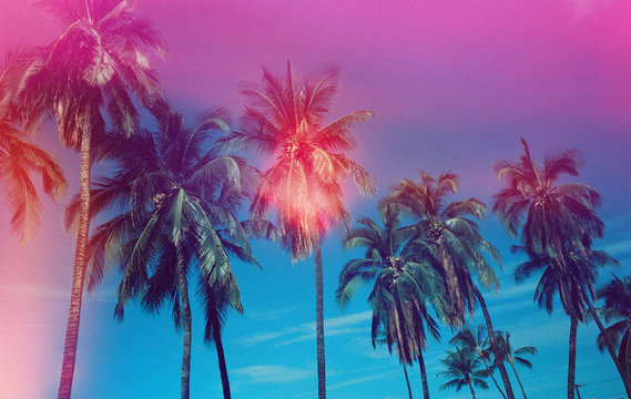 pink and blue palm trees
