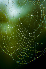 Water-drops on a spider web with a green background