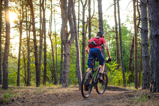 Cyclist Riding the Bike on the Trail in Beautiful Pine Forest. Adventure and Travel Concept.
