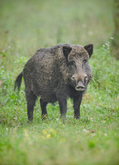 Naklejka na ściany i meble Male boar foraging