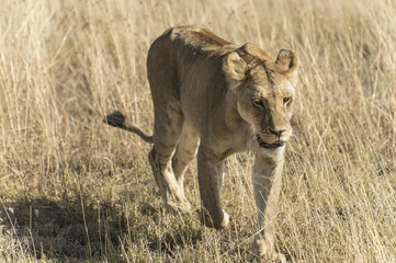Young lion walking towards camera in field of dried grass, Tarangire National Park, Tanzania, Africa