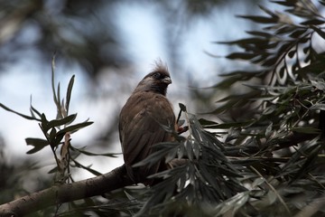 Speckled Mousebird