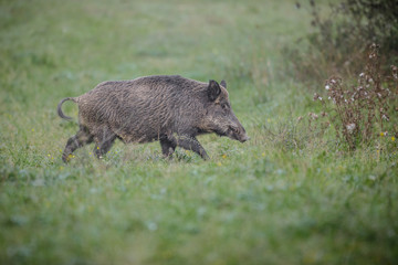 Wild boar in wet grass