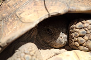 African spurred tortoise