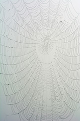 Intricate spider's web with dewdrops on white background