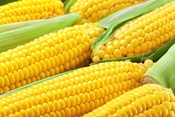 Fresh corn cobs, close up