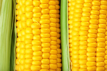 Fresh corn cobs, close up