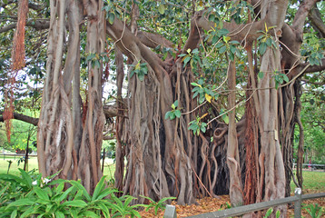 Ficus macrophylla f. columnaris, family Moraceae. Restricted to Lord Howe Island. Distinguishing feature is its lack of a single main trunk.