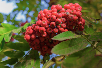 Rowan berries 