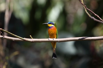 Blue-breasted bee-eater