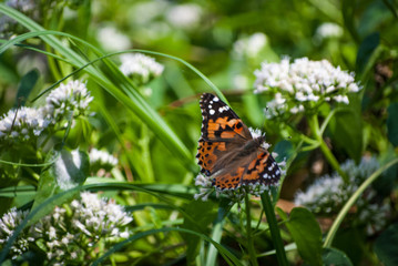 Obraz na płótnie Canvas Butterfly on flowers