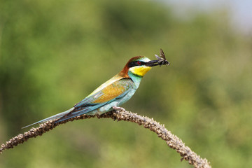 Bee-eater on a branch