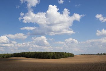 Fototapeta na wymiar Spring field, rural landscape, Belarus