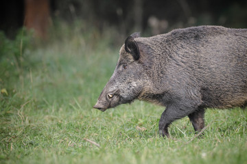 Male boar in German forest