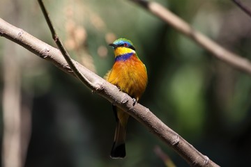Blue-breasted bee-eater