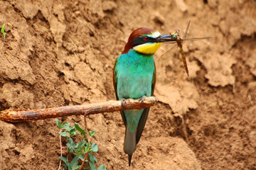 Bee-eater on a branch in front of ground