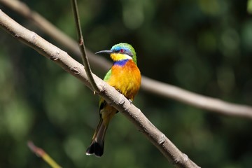 Blue-breasted bee-eater