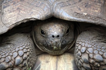 African spurred tortoise