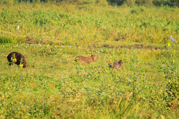 Beautiful Pantanal landscape, South America, Brazil