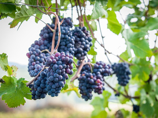 Weintrauben am Weinstock