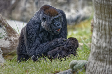 Gorilla sitting on ground and  looking to her baby	