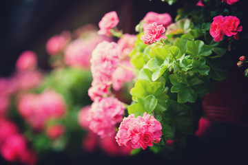 Pink summer flowers 