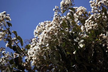 Flowers of Sudan Teak Wood