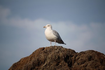 Mouette