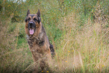 German shepherd dog in sunny autumn