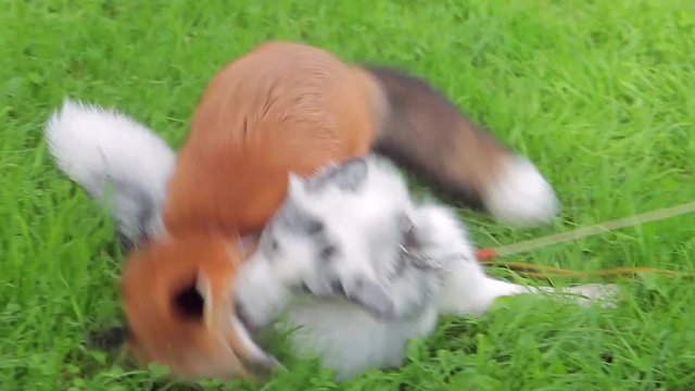 Two foxes play on meadow of green grass, animals on leash outdoors, tame decorative with masters walk on street. Funny fox fiery red, black, fur hard short, tail long fluffy, muzzle narrow, eyes smart