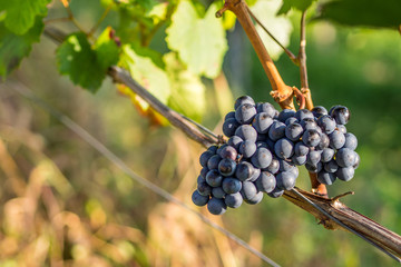 Weintauben am Rebstock