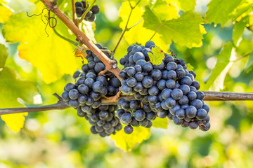 Weintauben am Rebstock