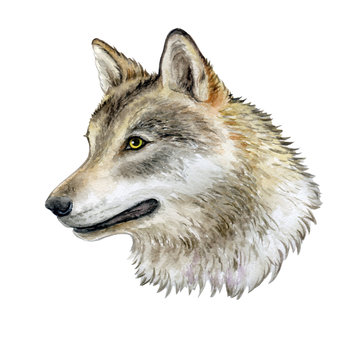 Portrait of a wolf isolated on white background. Watercolor. Illustration. Image. Picture