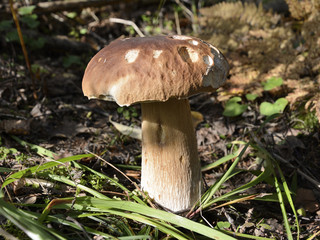 mushroom boletus growing in the forest