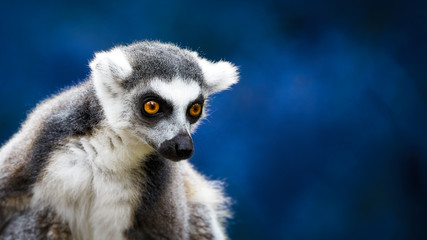 lemur catta, a curious animal