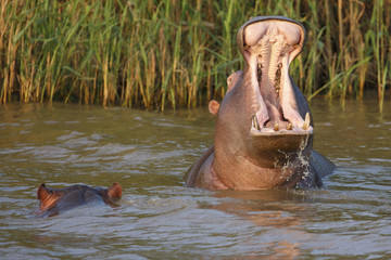 Hippo with Open Mouth and Teeth