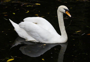 Obraz premium White Mute Swn Swimming