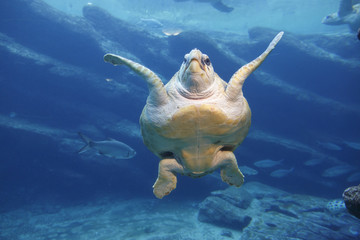 Naklejka premium Leatherback Turtle Swimming