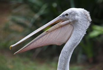 Pelican Bird Portrait