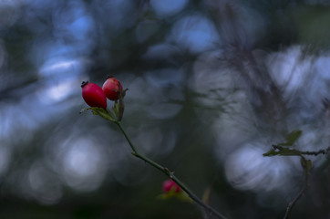 Dzika róża © Jozef