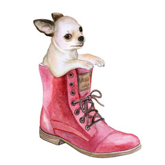 A chihuahua puppy is sitting in a boot. Funny dog isolated on white background. Watercolor. Illustration. Template. Picture