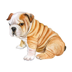Puppy English bulldog isolated on white background. Cute dog. Watercolor. Illustration. Template.