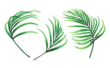 Watercolor painting set coconut, palm leaf,green leave isolated on white background.Watercolor hand painted illustration tropical exotic leaf for wallpaper vintage Hawaii style pattern.clipping path
