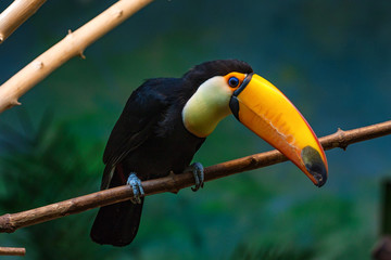 Toco toucan or Ramphastos toco sits on branch © Yakov