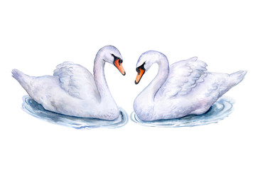 Swans isolated on white background. Watercolor. Illustration. Handmade