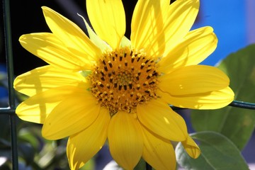 girasole