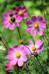 Pink flowers of garden cosmos plant (Cosmos bipinnatus) on green background