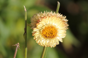 Flower of golden everlasting or strawflower (Xerochrysum bracteatum) on flowerbed