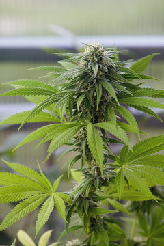 Marijuana plant at flowering stage growing outdoor. 